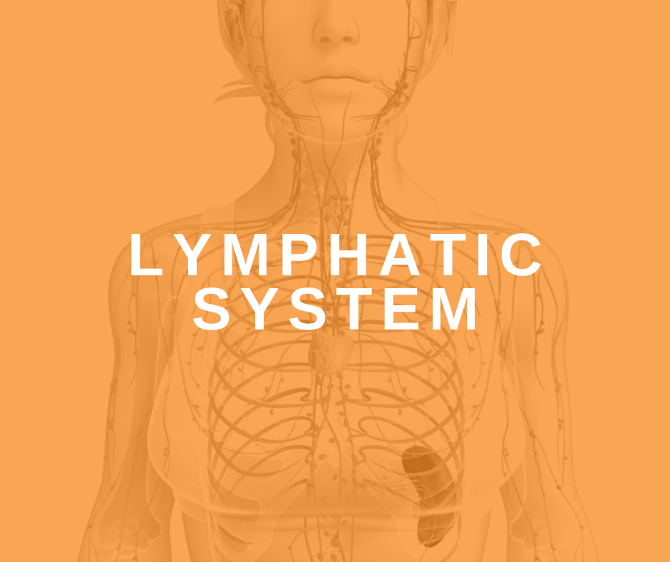 Lymphatic System And Exercise