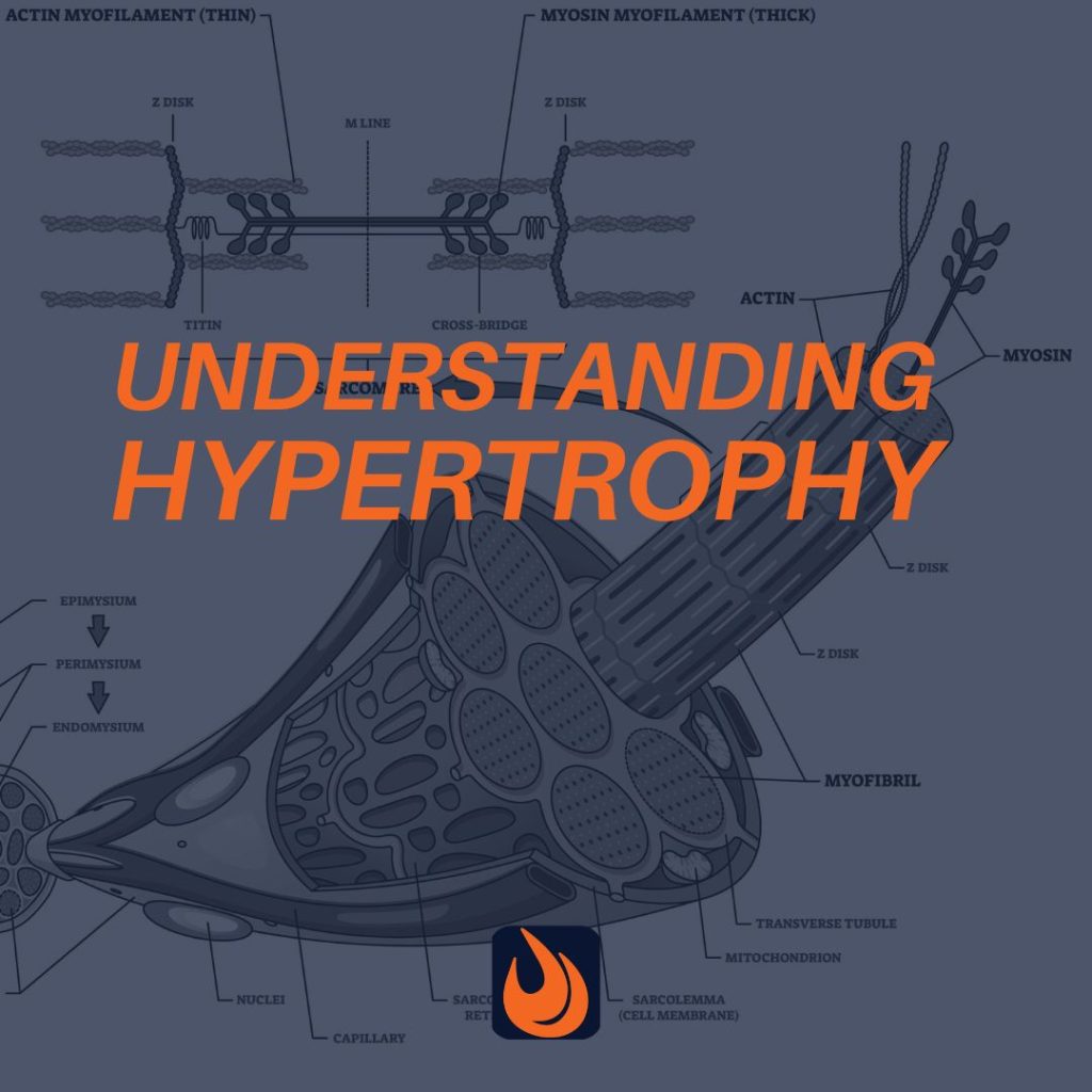 Understanding Hypertrophy: Why Do Muscles Get Bigger?