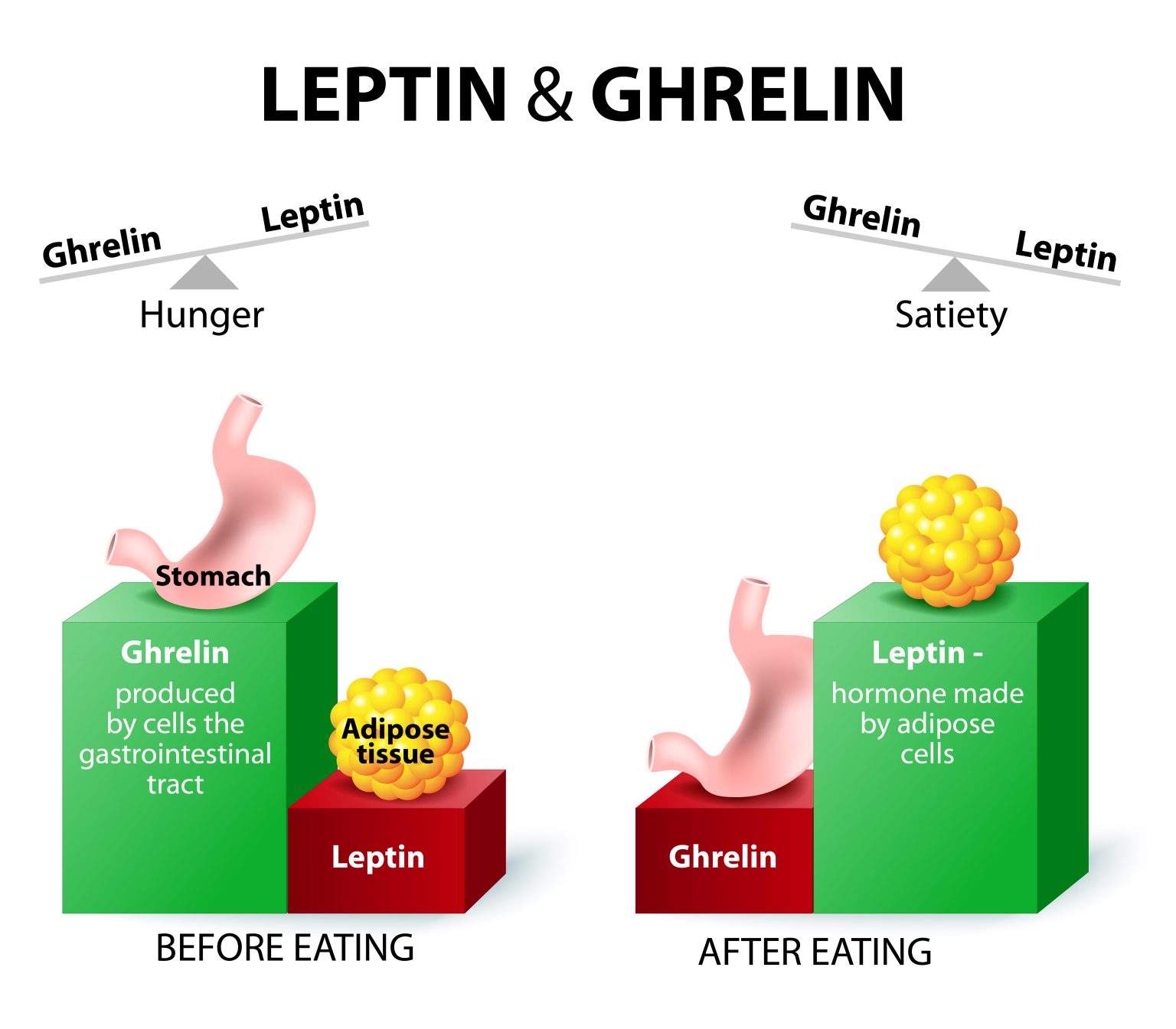 Ghrelin And Leptin 1536x1345 