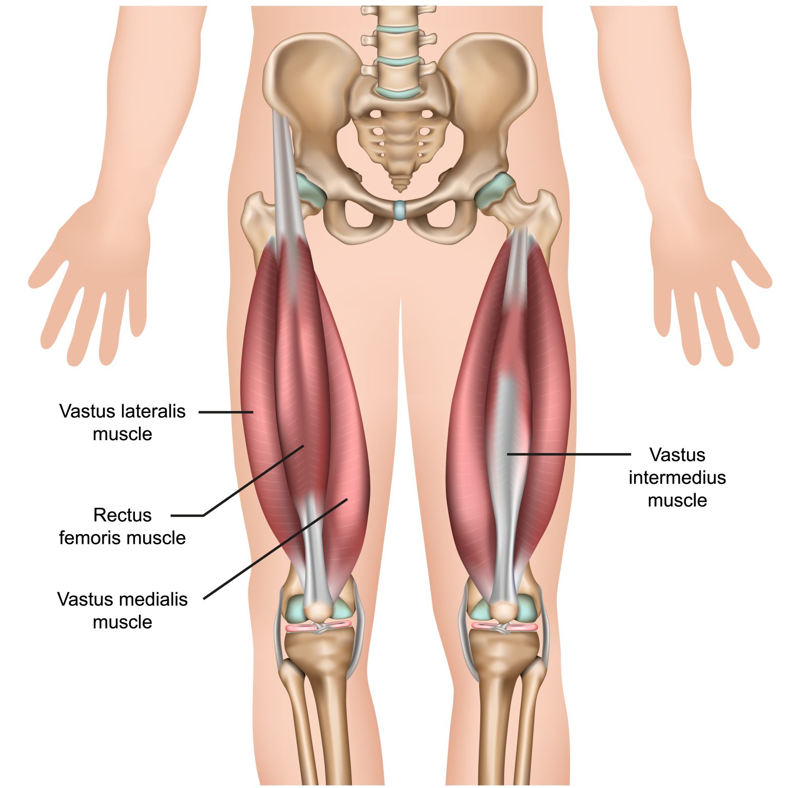 Quadriceps femoris мышца