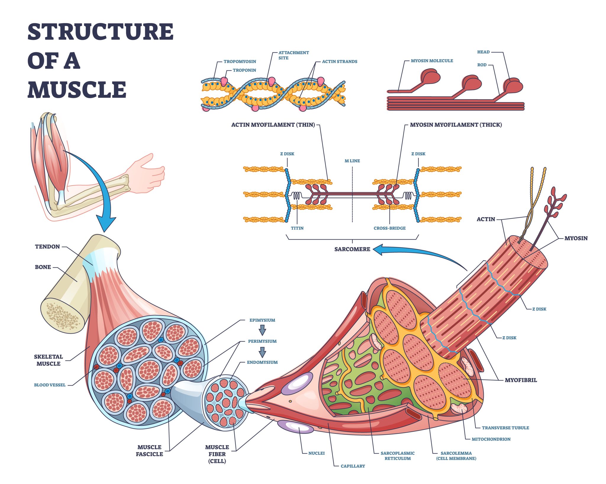 understanding-hypertrophy-why-do-muscles-get-bigger