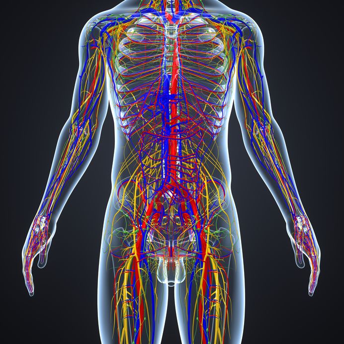Lymphatic System Logistics for Exercise 10 103696681 s