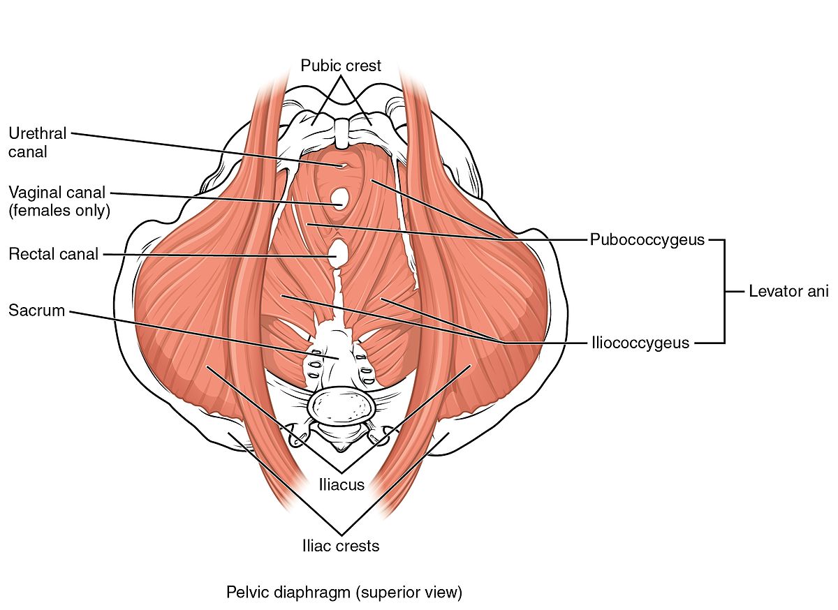 Pelvic Floor Training: Men need it, too 2 Pelvic Floor muscles