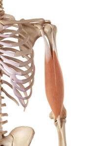 Maximizing Biceps Muscle Exercises 3 biceps