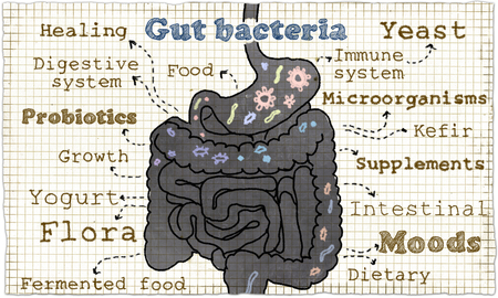Fermented Foods for a Fit Gut 1 55356340 s