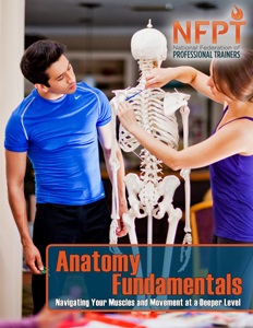 Maximizing Biceps Muscle Exercises 4 Anatomy