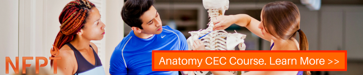 The Pelvic Girdle: How Personal Trainers Gain a Deeper Understanding of Anatomy 6 Anatomy banner 5