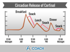 cortisol
