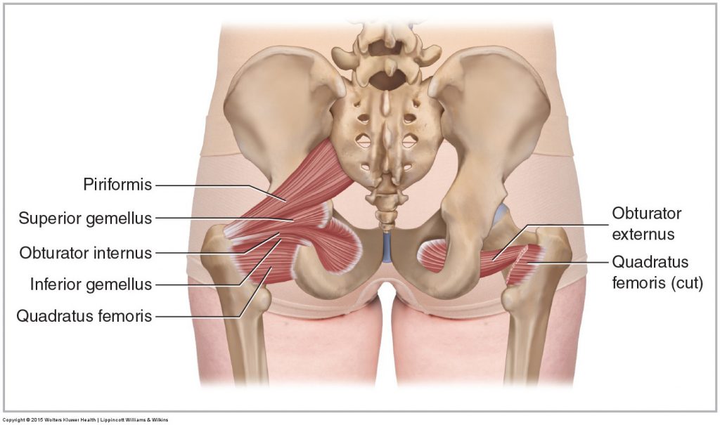 Understanding Hip Rotation and Abduction 3 Deep Lateral Rotator Group Of The Hip Joint Posterior View 1024x605 (1)