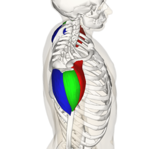 Dynamic Deltoids: Understanding and Training the Shoulders Muscles 1 Deltoid Muscle Sideview