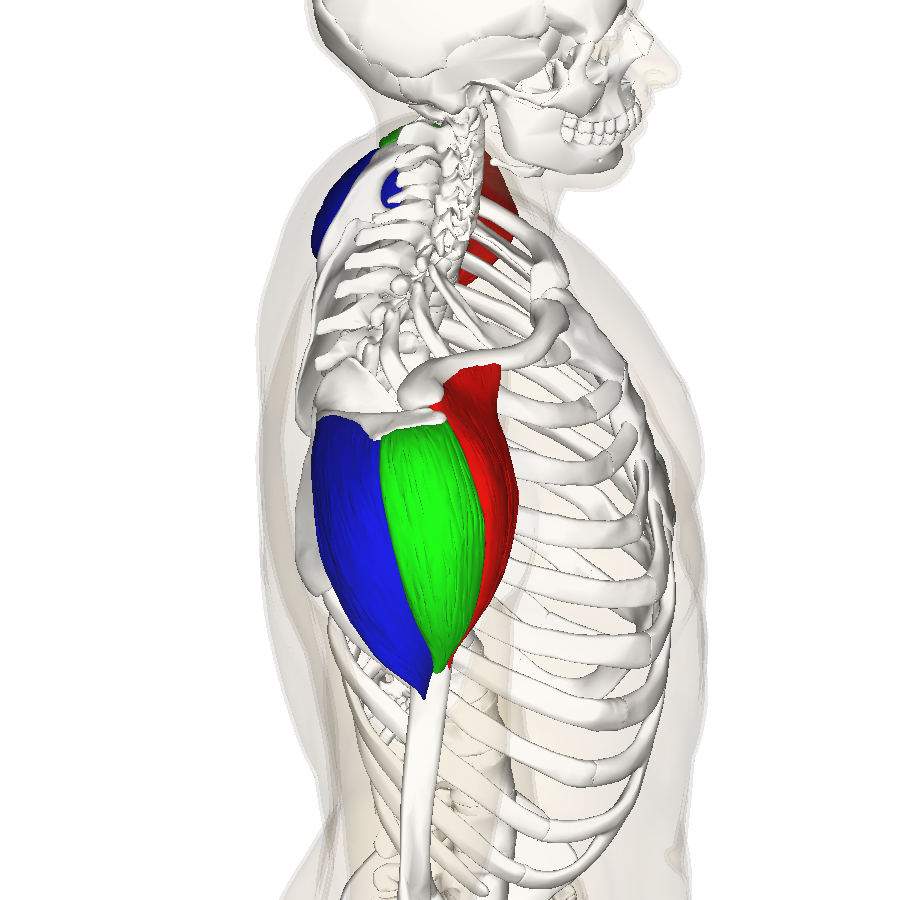 Dynamic Deltoids: Understanding and Training the Shoulders Muscles 42 Deltoid muscle sideview