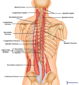 Understanding Erector Spinae: Nail the Intermediate Intrinsic Muscles of the Back 1 Erector Spinae