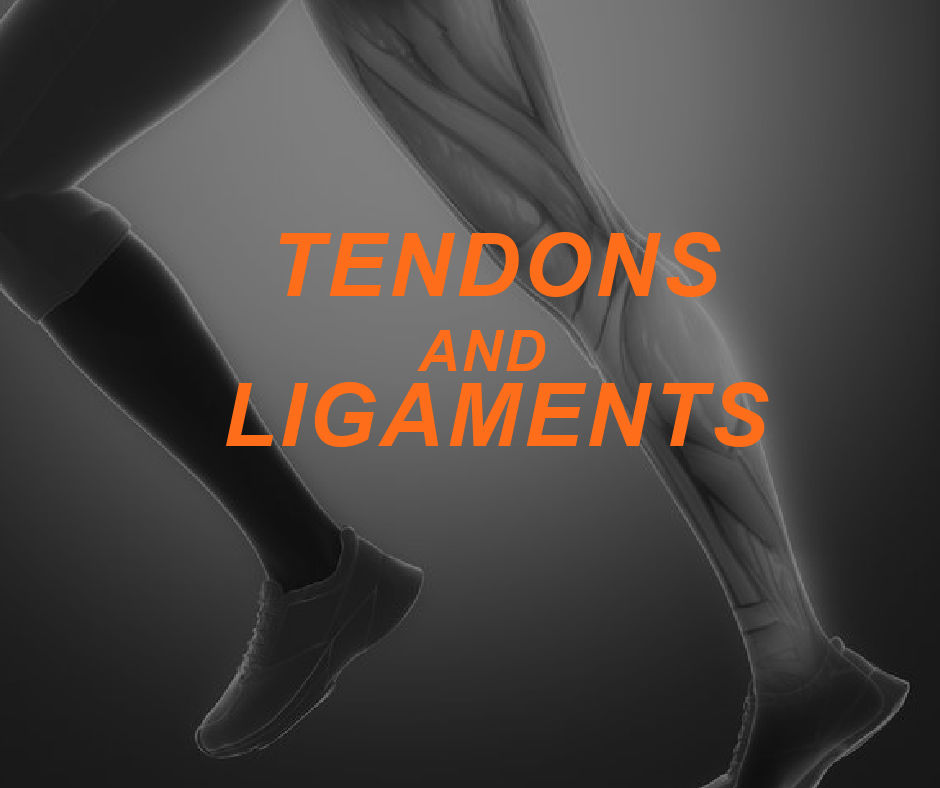 Understanding Connective Tissue: Tendons and Ligaments 28 Featured Image TENDONS AND LIGAMENTS 1