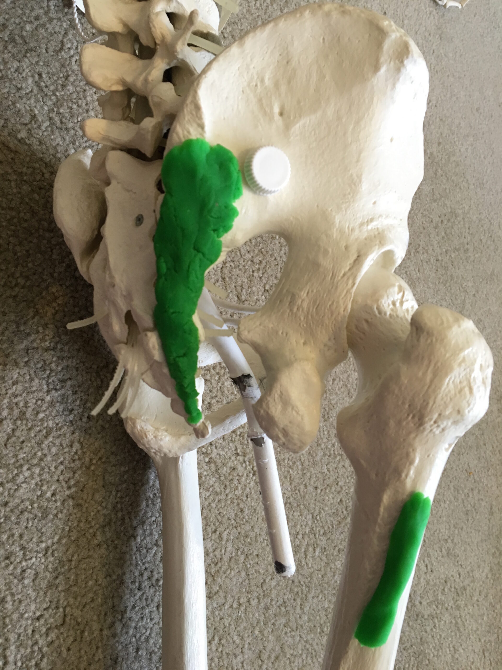 IT Band Stretch: A Different Approach to Alleviate Tightness 1 gluteus maximus