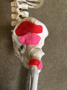 Gluteus Minimus - Three of Three Glutes 1 Glutes medius and minimus