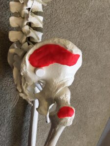 Hip Flexor Muscles and Anatomy for Personal Trainers: Exercises and Stretches 2 gluteus medius