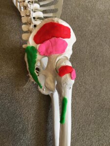 Gluteus Maximus: One of Three Glutes 1 glutes