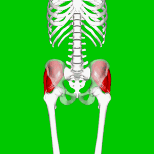 Gluteus Medius Muscle