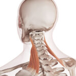 Scapular Mobility Exercises for Pull-Ups 1 Illustration of Levator Scapulae