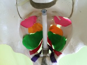 Kegel Exercises are an Important Part of Fitness Programs 1 pelvic floor