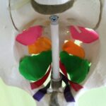 Top 10 NFPT Blogs from 2018 1 pelvic floor