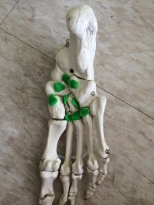 Posterior Tibialis plantar surface 225x300 1