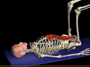 The Leg Raise: NOT An Ab Movement 5 ReverseCrunch1