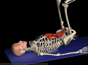 The Leg Raise: NOT An Ab Movement 6 ReverseCrunch2