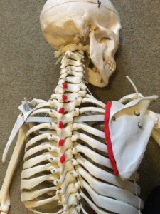 Rhomboids - Stability Training Muscles 1 Rhomboid-Play-doh