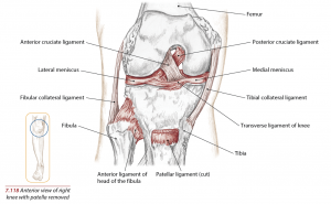 Knee Anatomy Structure and Injuries 1 Knee