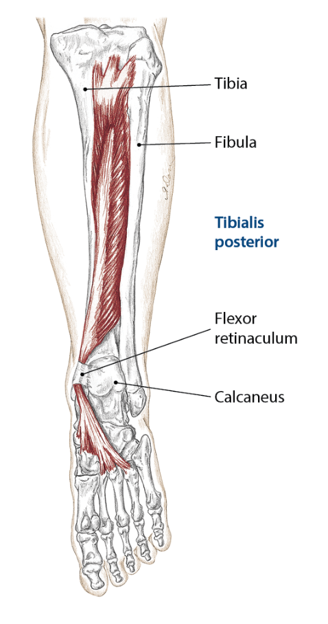 Improve Dorsiflexion by Strengthening This Muscle 2 posterior tibialis