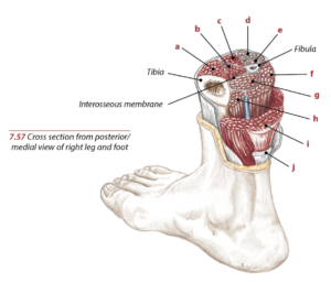 Anterior Tibialis Anatomy Function and Exercise 2 Screen Shot 2018 07 23 at 9.27.55 AM