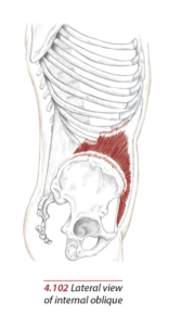 Understanding and Training External and Internal Obliques 2 Internal Oblique