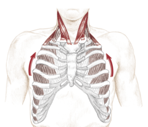 Exploring Breathing Muscles and Exercise 1 rib elevation in breathing
