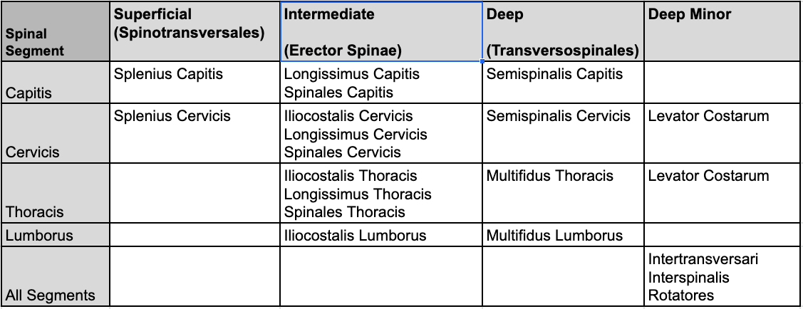 The Intrinsic Muscles of the Back: Getting the Musculature of the Spine Straight 4 Intrinsic Back Muscles