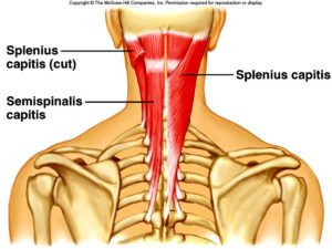The Intrinsic Muscles of the Back: Getting the Musculature of the Spine Straight 1 Splenius Muscles