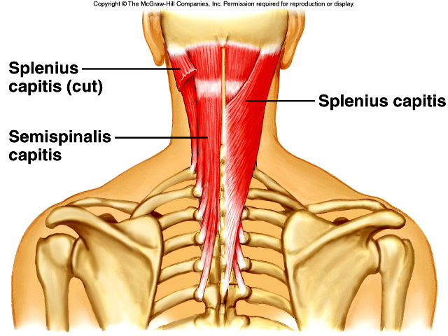 The Intrinsic Muscles of the Back: Getting the Musculature of the Spine Straight 16 Splenius muscles