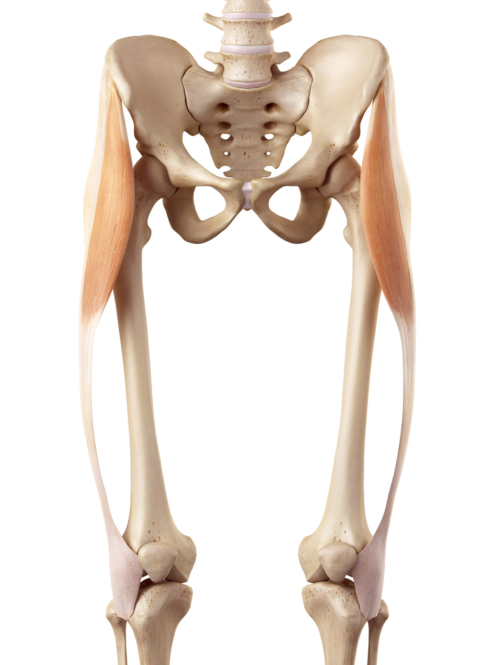 Understanding Tensor Fasciae Latae (TFL) 1 TFL