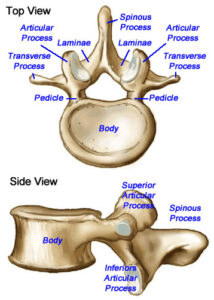Understanding Transversospinales: The Deep Intrinsic Muscles of the Back 1 VertebraLumbar