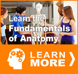 Gluteus Medius: Two of Three Glutes 3 anatomy course
