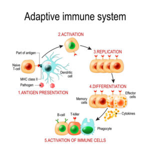 Immune System Biohacks: Evidence-Based Approaches to Strengthen the Immune Response 1 Adaptive Immune System From Antigen Presentation To Activation O