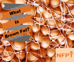 Brown Fat Cells and Thermogenesis 1 Brown Fat Cells