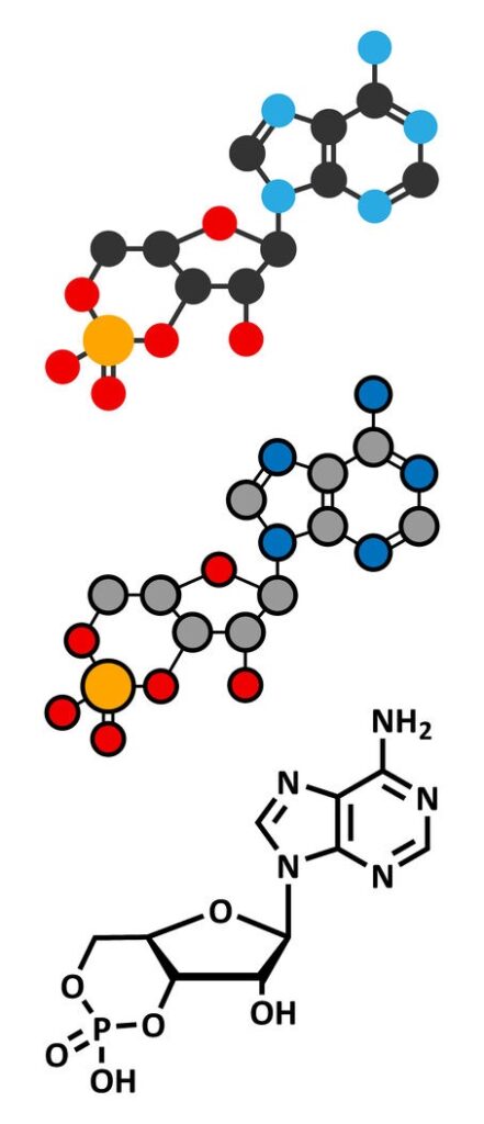A Natural Program Proven to Increase Muscle and Decrease Fat 11 cAMP second messanger molecule 1