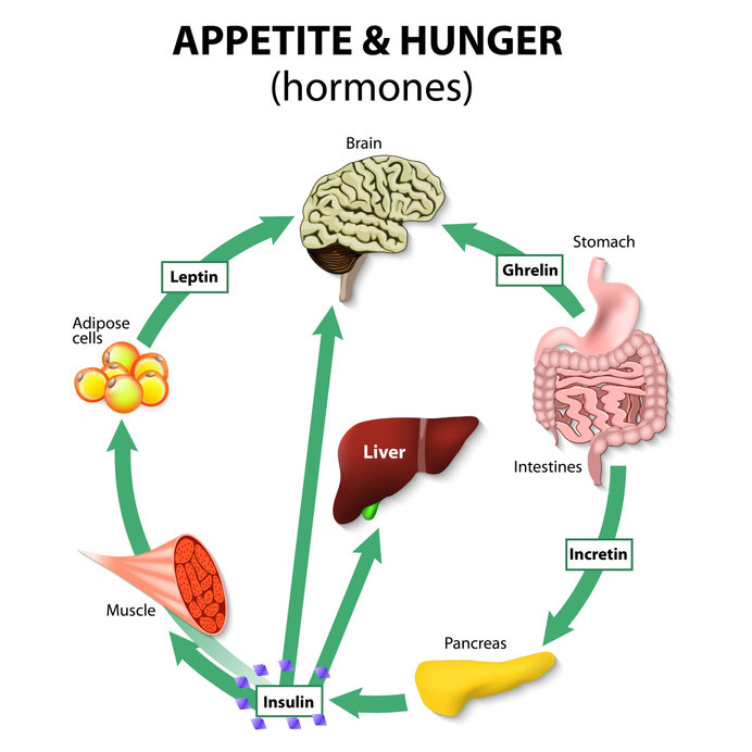 Hunger Hormones: Ghrelin, Leptin And The Satiety Balance 7 ghrelin and leptin