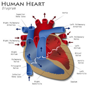 The Human Heart: Basic Cardiac Anatomy and Physiology for the Personal Trainer 1 Imprimir