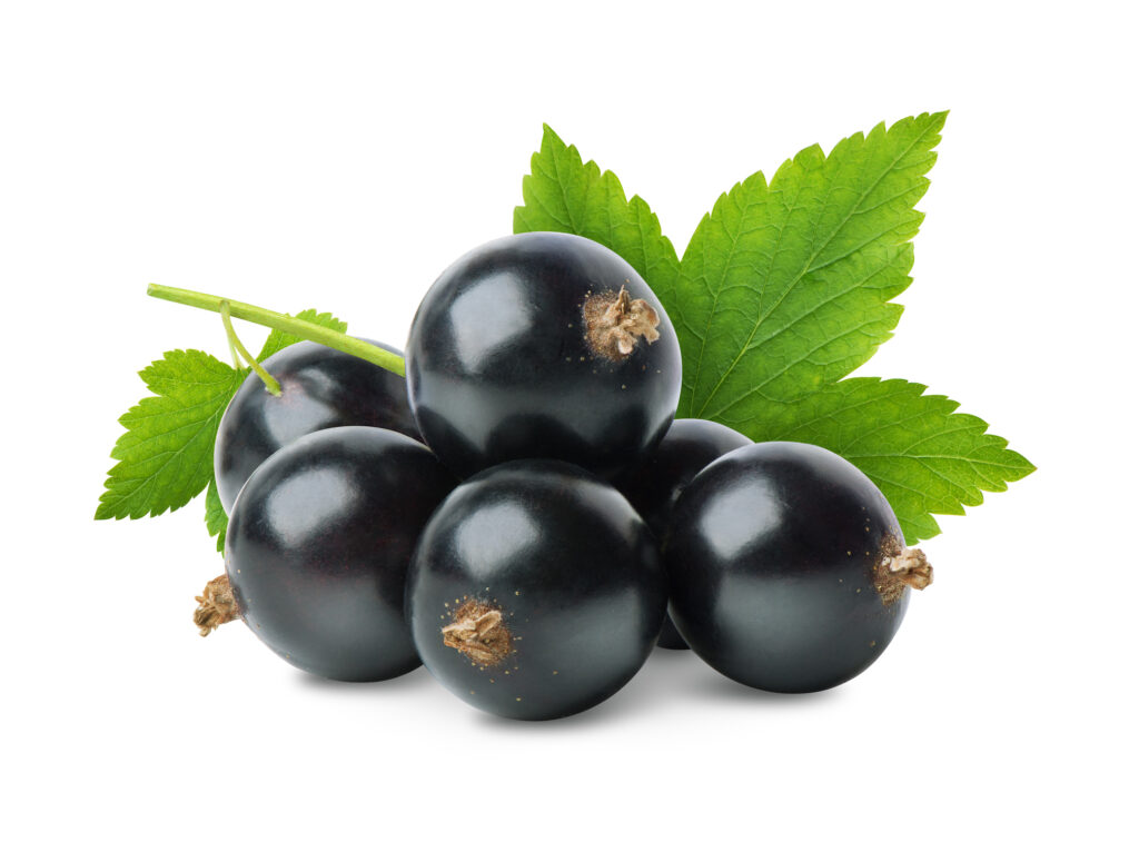 Uncovering the Wellness Potential of New Zealand Black Currant 8 iStock 1180217656