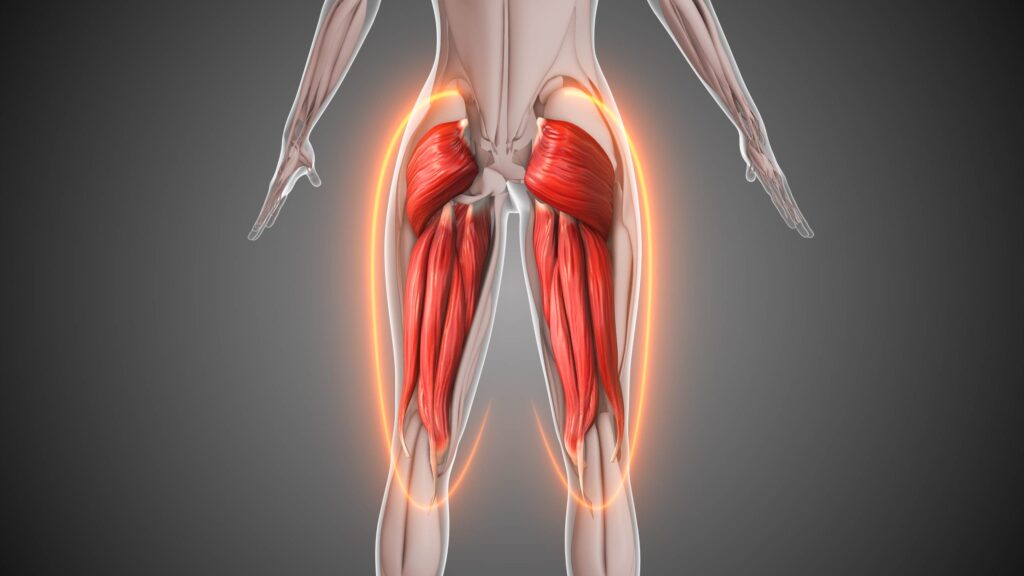 Crafting a Better Backside: Understanding Anatomy for Strength-Training the Glutes 4 iStock 2160534825 scaled 1