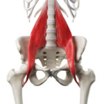 Psoas: The Fight or Flight Muscle 1 3d Rendered Medically Accurate Illustration Of A Womans Psoas Major