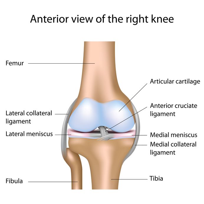 Lower Leg Joint Anatomy 7 knee joint