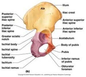 The Pelvic Girdle: How Personal Trainers Gain a Deeper Understanding of Anatomy 3 Lateral Pelvis2
